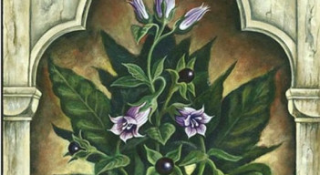 Plantas Maestras 2: Delirantes